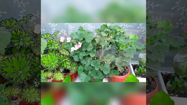 🌹🌹Мой цветущий балкон. Цветы на лоджии. 🍀🌺🌺🍀Güllü, cicəkli balkonum🌹🌹🌺🌺🍀🍀 смотреть онлайн