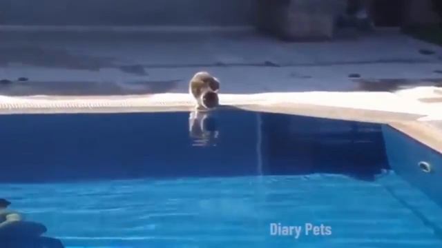 смешные котики😁😂😂 смотреть онлайн