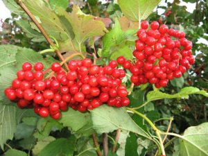 Калина сладкая! Есть такая!