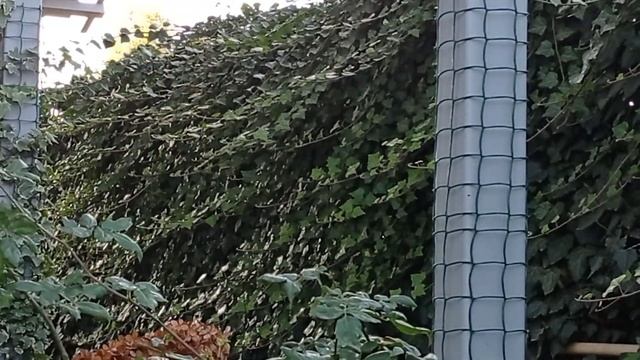 Мой прекрасный ноябрьский сад. Прогуляемся! смотреть онлайн