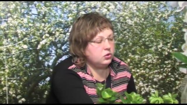 Цветок жизни – каланхоэ смотреть онлайн