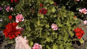 Пеларгония в открытом грунте