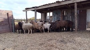 Случной период у овец, осенняя стрижка, построил навес для моих баранов.
