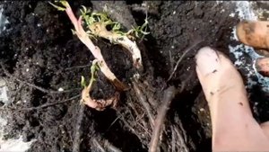 Роза БЕНТХАЙМЕР ГОЛД от питомника ФОКИНО ! АНОМАЛИЯ ?!