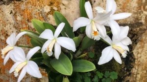 Cali Orchid - Laelia jongheana alba ‘Nakamoto’ (sorry for the not pretty background)