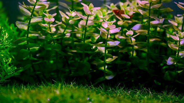 Popular Freshwater Plants #Part 5 смотреть онлайн