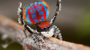 ТОП 25 НЕДАВНО ОТКРЫТЫХ ЖИВОТНЫХ, КОТОРЫХ ВЫ НИКОГДА НЕ ВИДЕЛИ