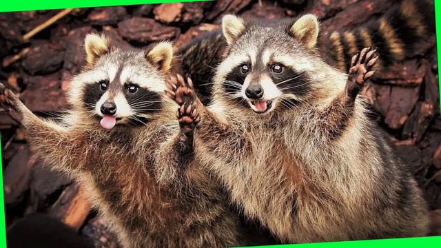 ✔ *АрхиСРОЧНО* «Отец Абсолют ~ даёт входной билет !» смотреть онлайн