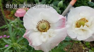 관상용 양귀비가 꽃을 피었어요! 정말 이쁘네요!