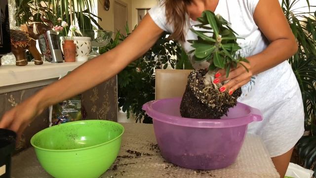 Пересадка адениума видео | Грунт для адениума своими руками смотреть онлайн