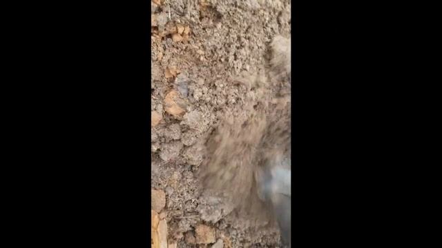 пересадка голубики 16.04. 2022 в Подмосковье. смотрите описание к видео. смотреть онлайн