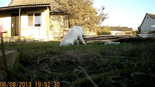 Алабай наш помогает обрабатывать доски для строительства вольера смотреть онлайн