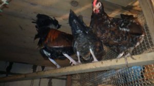 Ливенские ситцевые куры и подмосковный королек у меня в хозяйстве.15.04.2018.