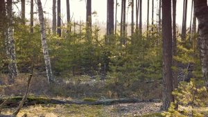 Укороченная EndFeed антенна на 80 м. Сравнение с диполем.