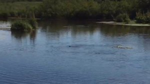 Хоть одним глазком! Нерест лосося на Камчатке