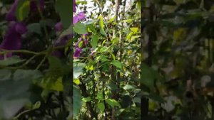 Клематис сорта "Мефистофель"