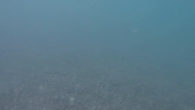 Медузы Черного моря на пляже санатория "Жемчужина моря"