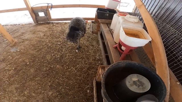 ЧТО ОНИ ТВОРЯТ ? НОСЯТСЯ КАК СУМАСШЕДШИЕ ! ВОЛКОДАВ ОПЯТЬ В КУРЯТНИКЕ... смотреть онлайн