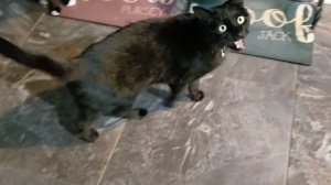 Cats Sing Megalovania from Undertale | Cats Singing Song