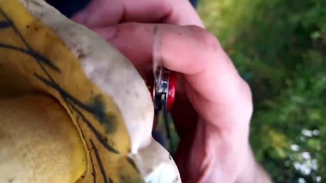 Caloboletus Radicans. AKA Rooting Bolete, aka boletus radicans смотреть онлайн