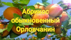 Абрикос обыкновенный Орловчанин ?обзор: посадка, характеристики растения, саженцы Абрикос Орловчани