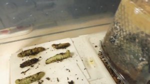 Опять УМИРАЮТ  гусеницы ТАБАЧНОГО БРАЖНИКА ! В чём причина ? Получится ли ОКУКЛИТЬ ?    05/12/2021