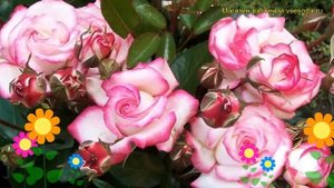 Роза плетистая Хендель. Краткий обзор, описание характеристик, где купить саженцы Haendel