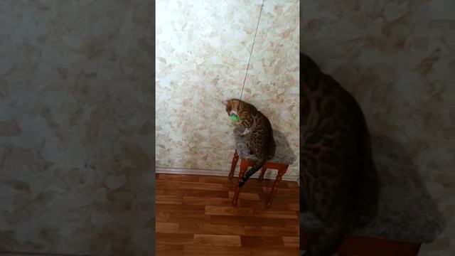 Бенгал играет смотреть онлайн