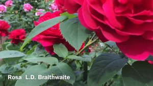 PОЗА L.D. BRAITHWAITE ,,,роза Остина LDBraithwaite.