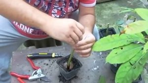 Grafting Avocado