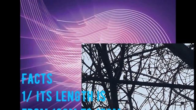 Факты о Синицах || Education. смотреть онлайн