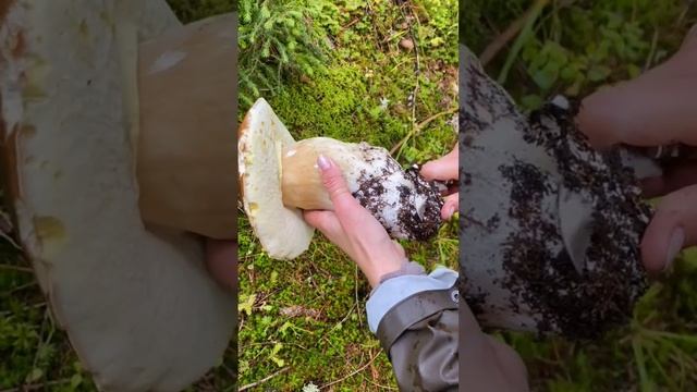 Porcini /Boletus /гриби/Грибы/Hribi /Grzyby mushrooms - Masterpieces of nature