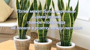 Растение для темной комнаты. САНСЕВЬЕРА