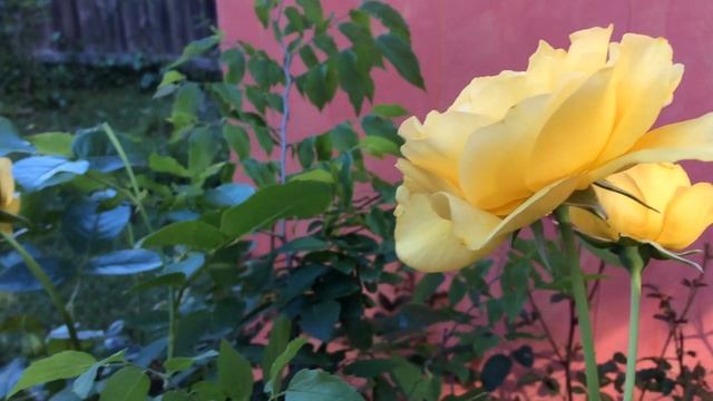 Julia Child Floribunda Rose: a Fragrant Yellow Beauty in Clay Soil смотреть онлайн