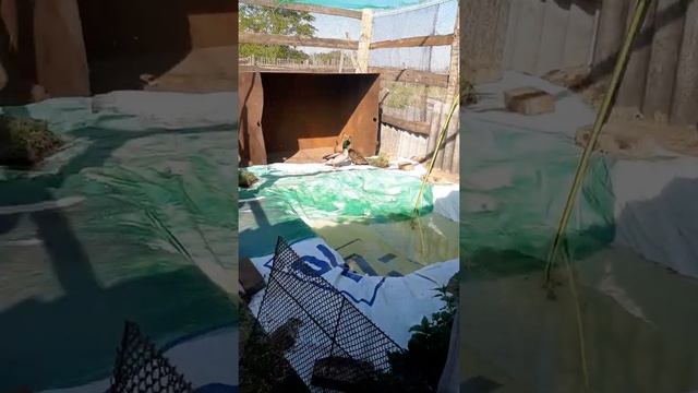 Утятник для подсадных уток своими руками)) смотреть онлайн