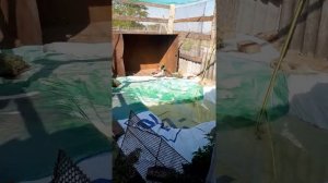 Утятник для подсадных уток своими руками))