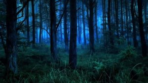 Звуки ночного леса. Музыка перед сном. Звуки природы. 30 минут.