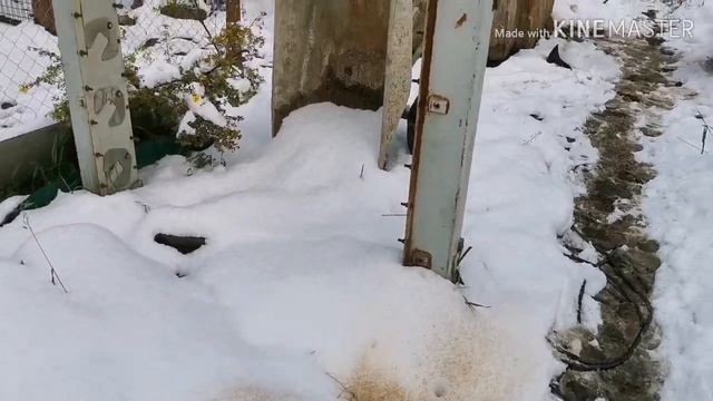Ниппельный водопой поросят зимой !Как приучить старых кур к молодняку! Наш опыт подготовки хозяйств