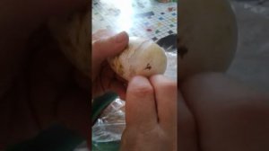 Как помочь гусенку выбраться из яйца? Гусенок не может пробить скорлупу что делать? Инкубация гусят