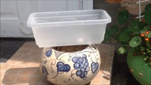 С Эй Джи Би 100 % растение приживется при пересадке!Высаживаю петунию на улицу)))