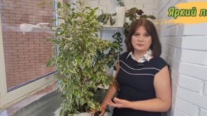ФИКУС Бенджамина на автополиве. Правила ухода. Почему сбрасывает листья и теряет вариегатность
