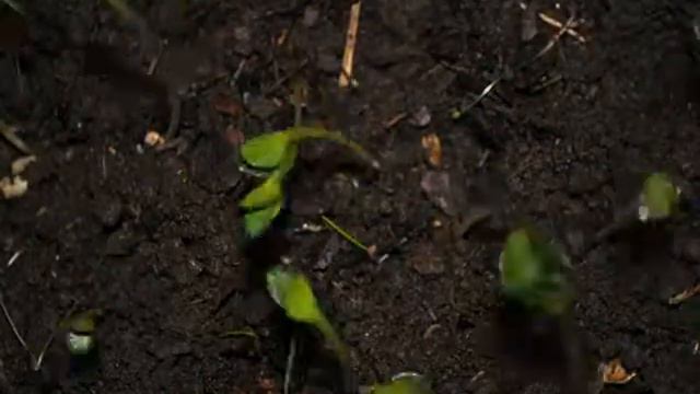 time lapse semillas de azafran 15f/s смотреть онлайн