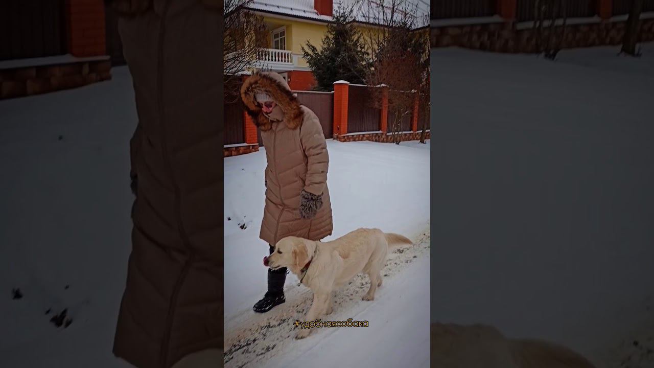 Прикладное послушание. Дрессировка ретривера
