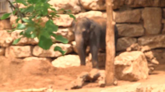 Elephants at the Zoo | Royalty-Free | copyright-free | Free stock Footage смотреть онлайн