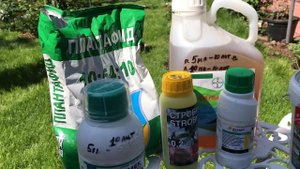 УДОБРЕНИЯ ДЛЯ РОЗ. ЧТО ВАМ ТОЧНО НУЖНО!