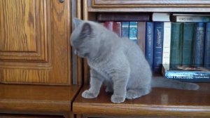 BRITISH KITTEN. Books. THE USSR. Classic