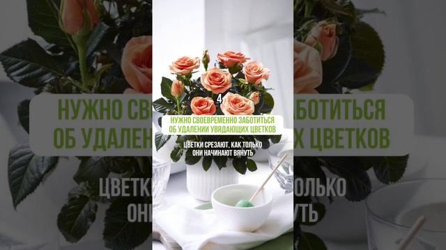 ТОП-6 СПОСОБОВ ПО УХОДУ ЗА КОМНАТНЫМИ РОЗАМИ#уходзарозами #комнатныерастения #роза #пересадкароз
