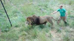 Разговор по душам Олега Зубкова  с гостями парка Тайган стоя среди 70 львов