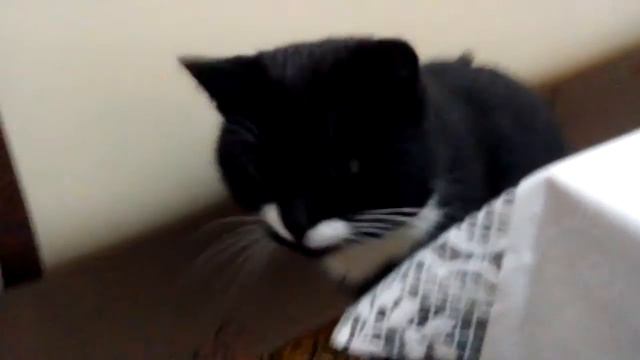 Котик ворует еду)🐈 смотреть онлайн