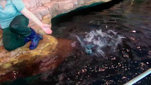 Первый "полёт" пингвина